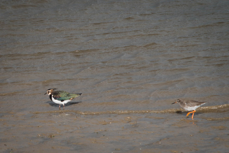 A Lapwing and a Sandpiper