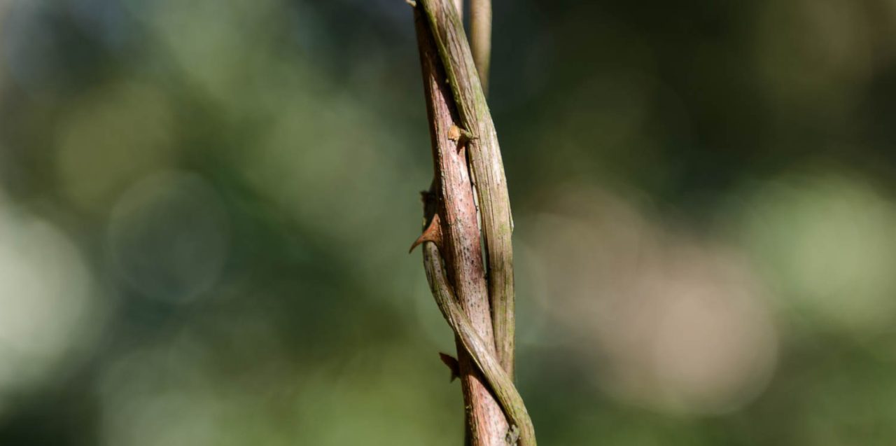 Parasite