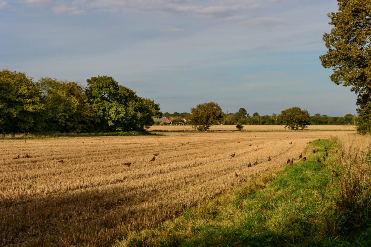 Pheasants Galore