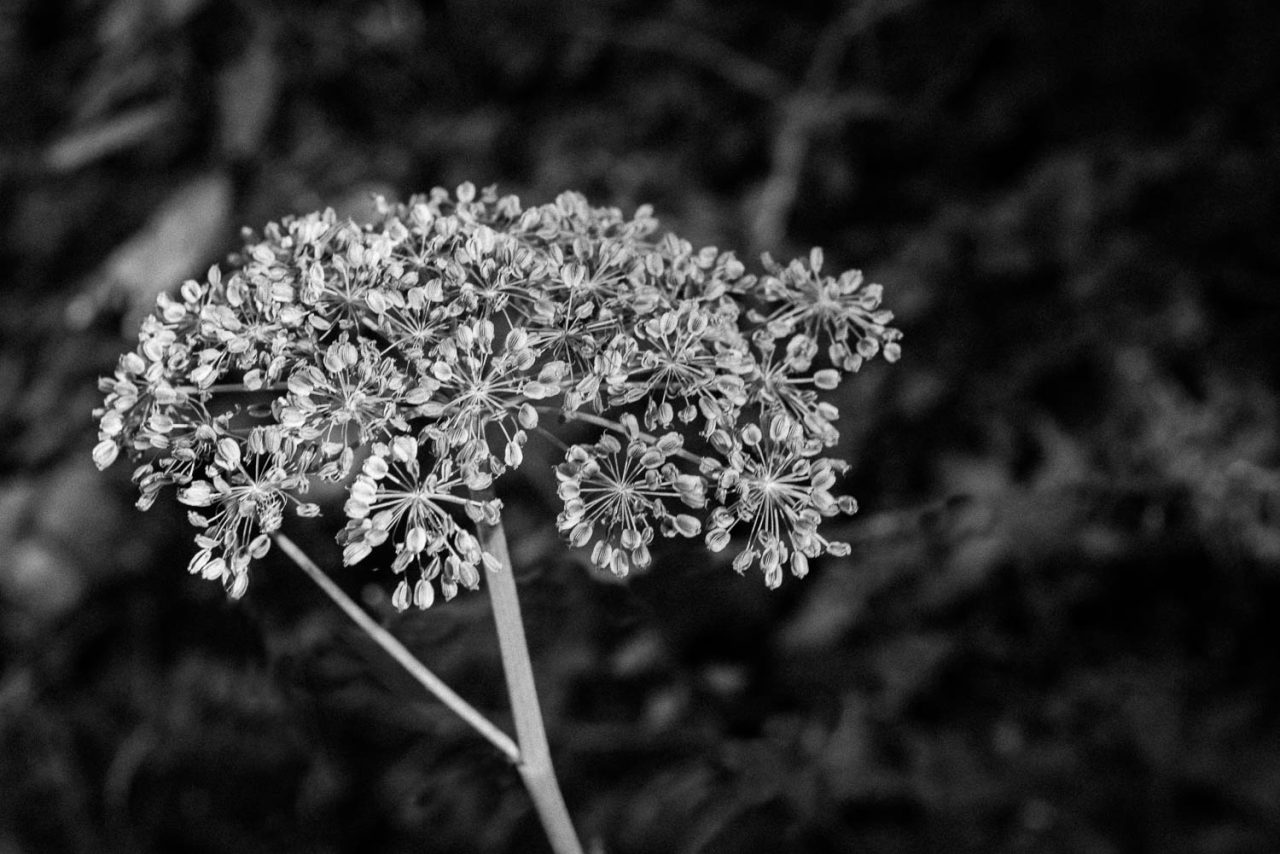 Seedhead