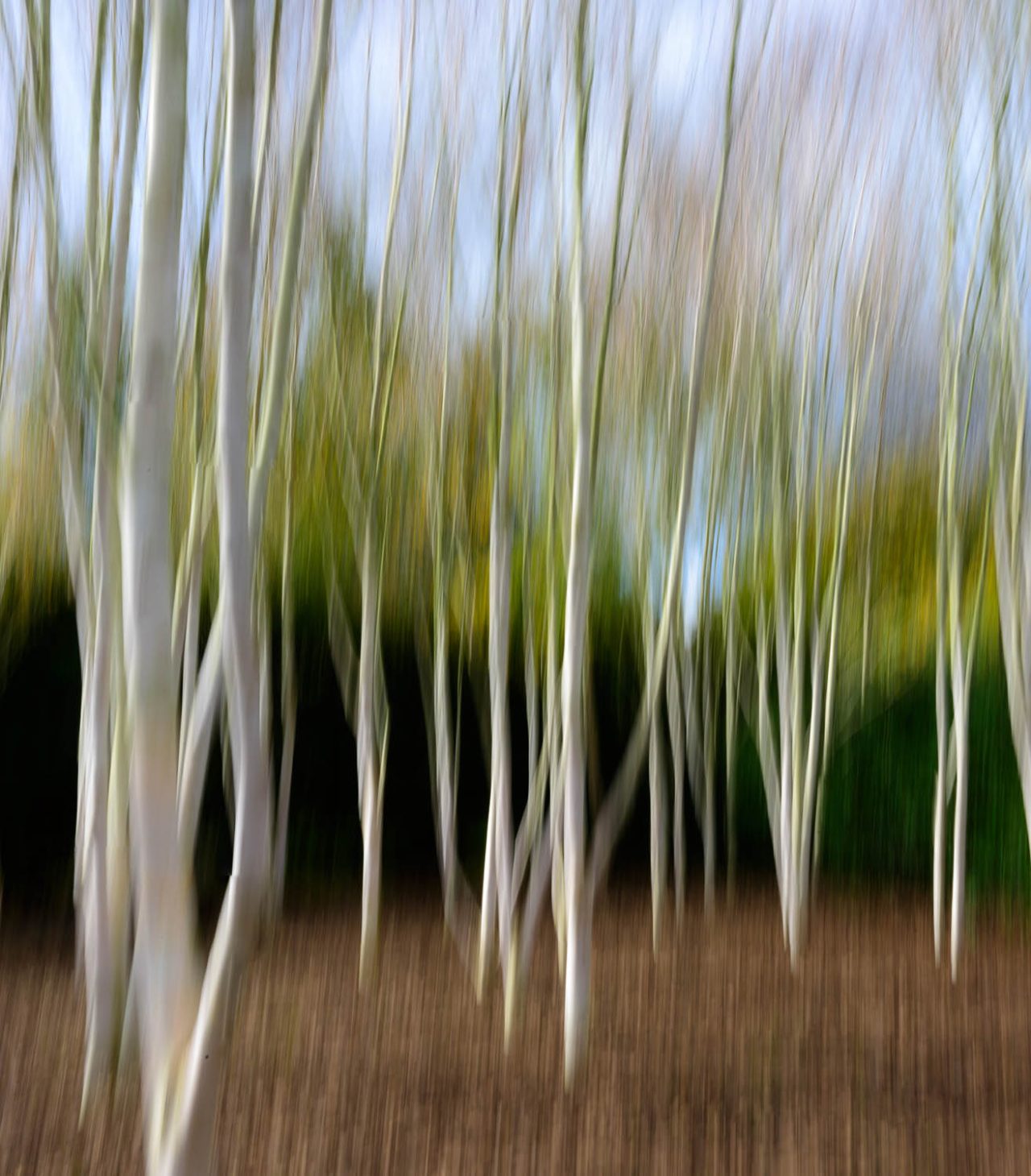 Silver Birch at Anglesey Abbey