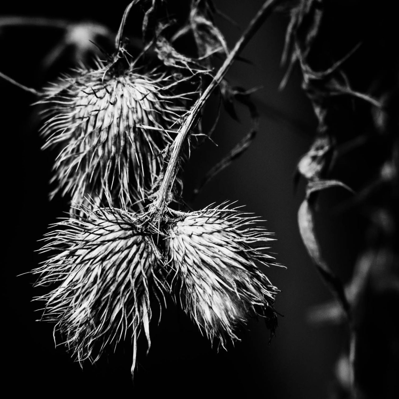 Thistle