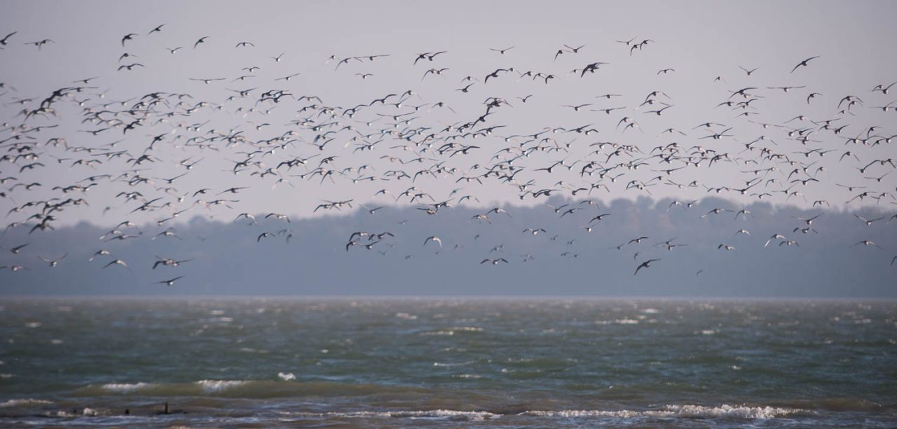 A Flock of Seagulls