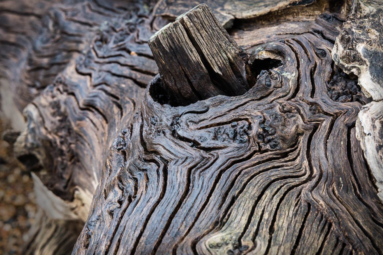 Driftwood II