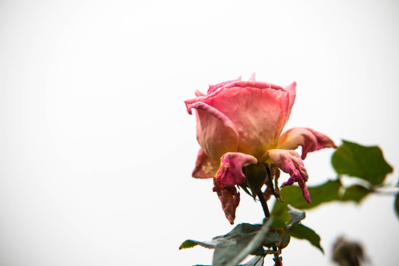 Late Late Rose