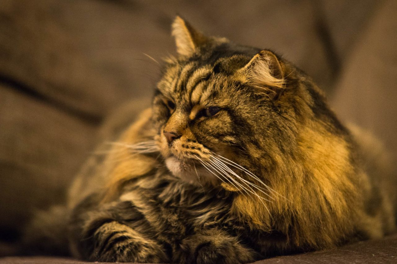 Elijah Lounging