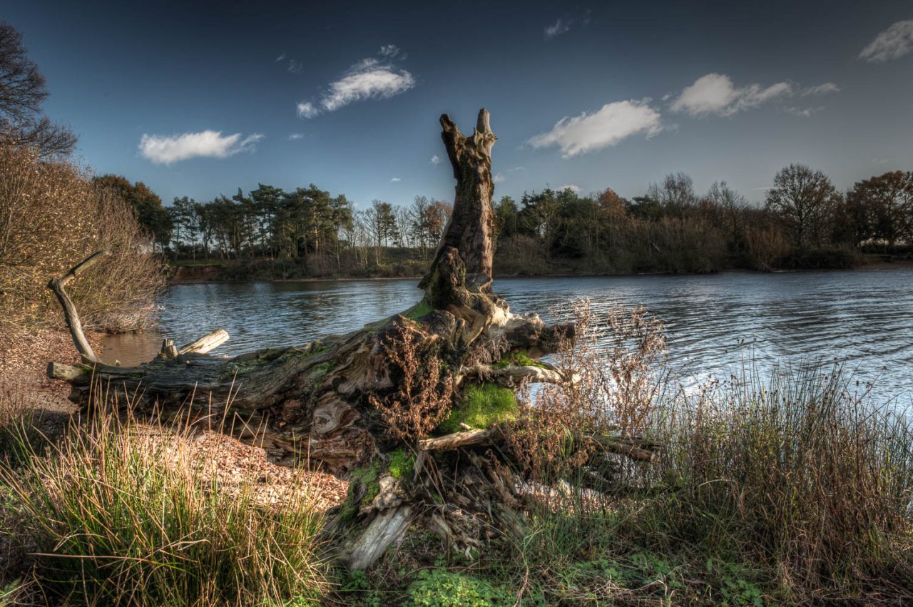 Fallen Tree at Alton Water