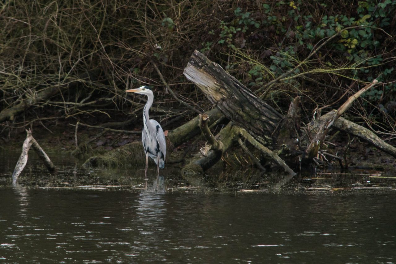 Grey Heron, Ardea cinerea