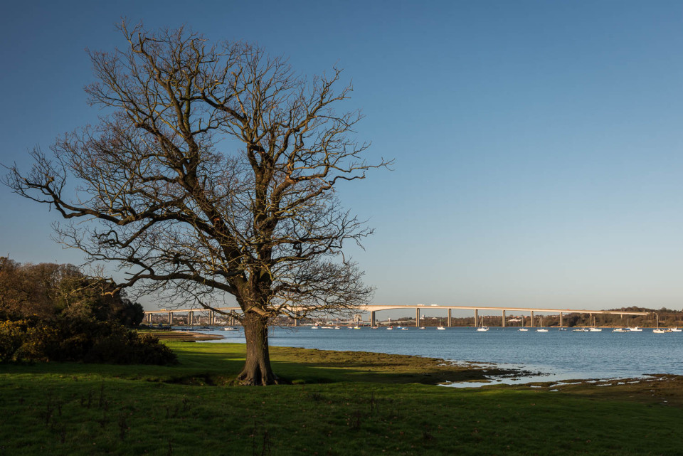 The Orwell Bridge, River and Tree