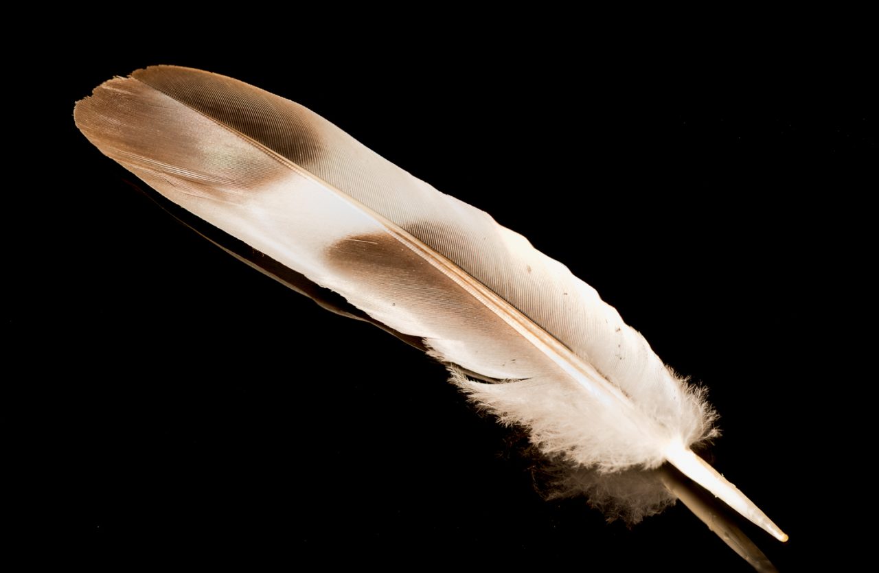 Just a Feather