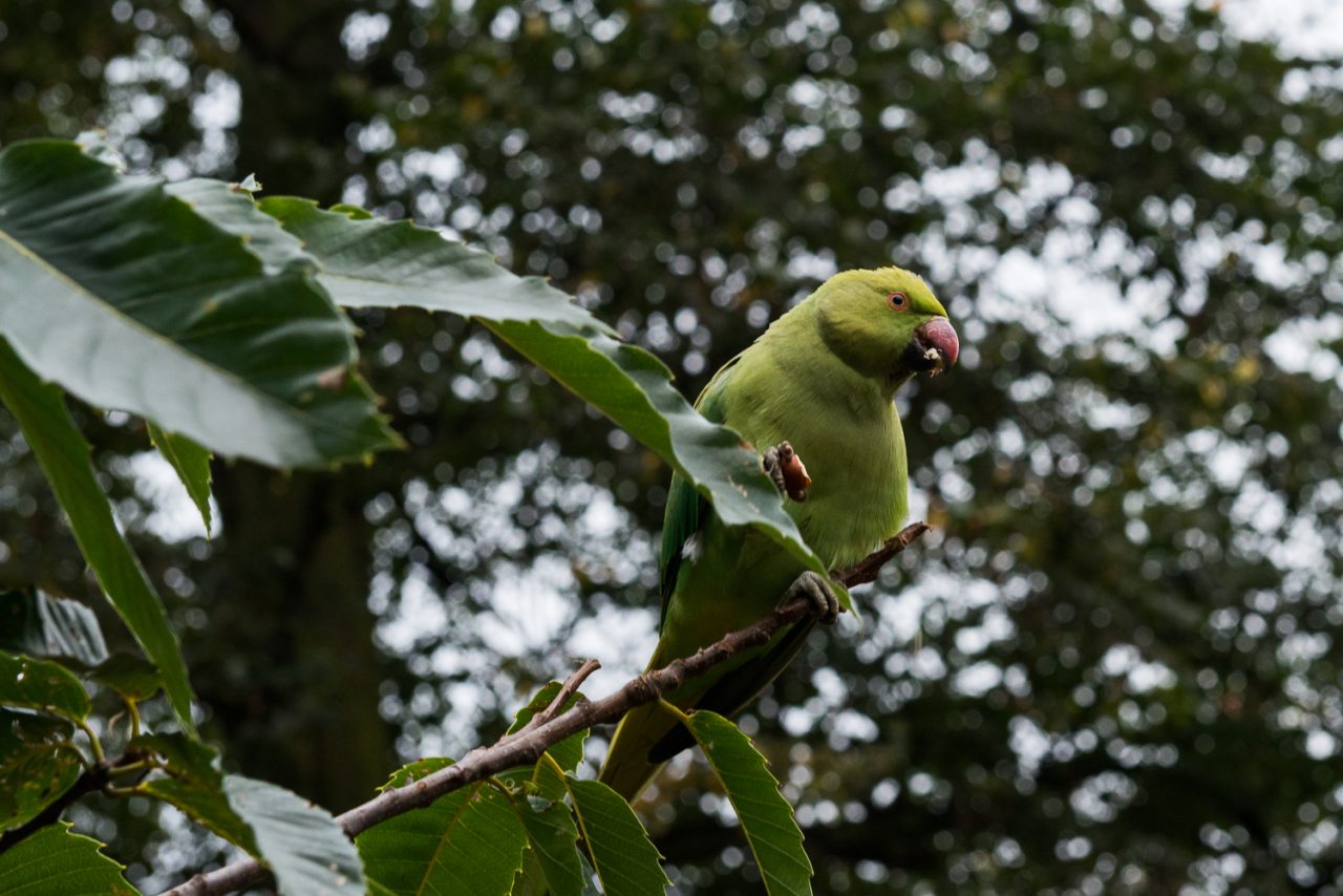 Just A Bird