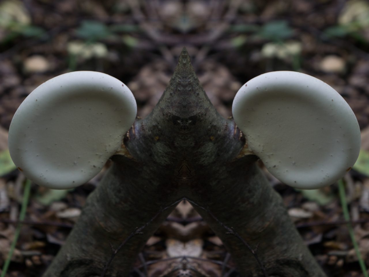 Fungus Ears