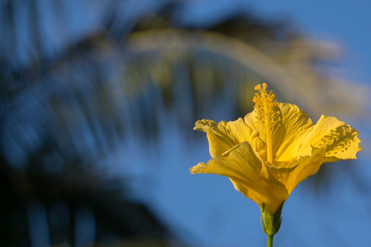 A Californian Bloom