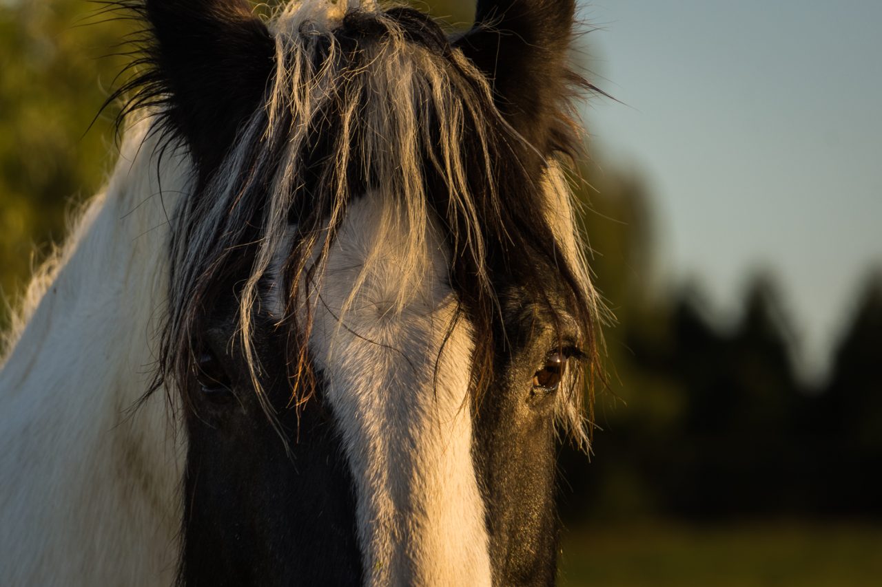 Hey Horse, why the long face?