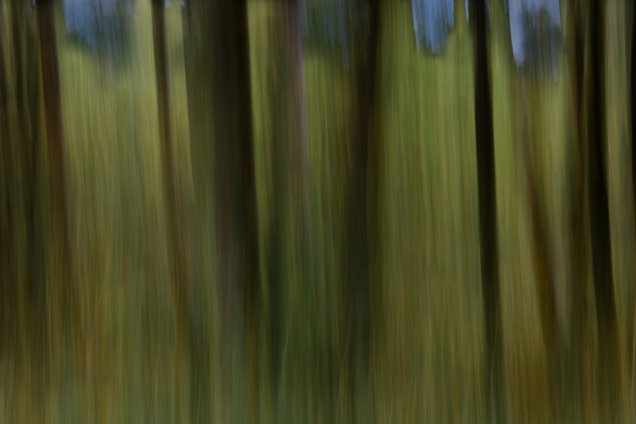 The Trees in the Woods
