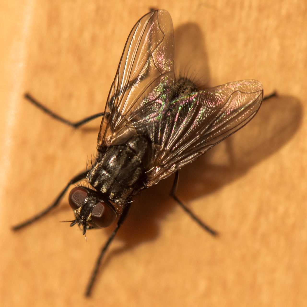 The Fly