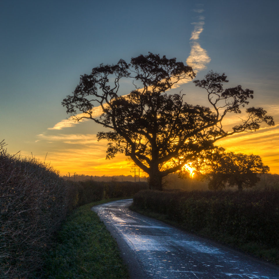 It's That Tree Again