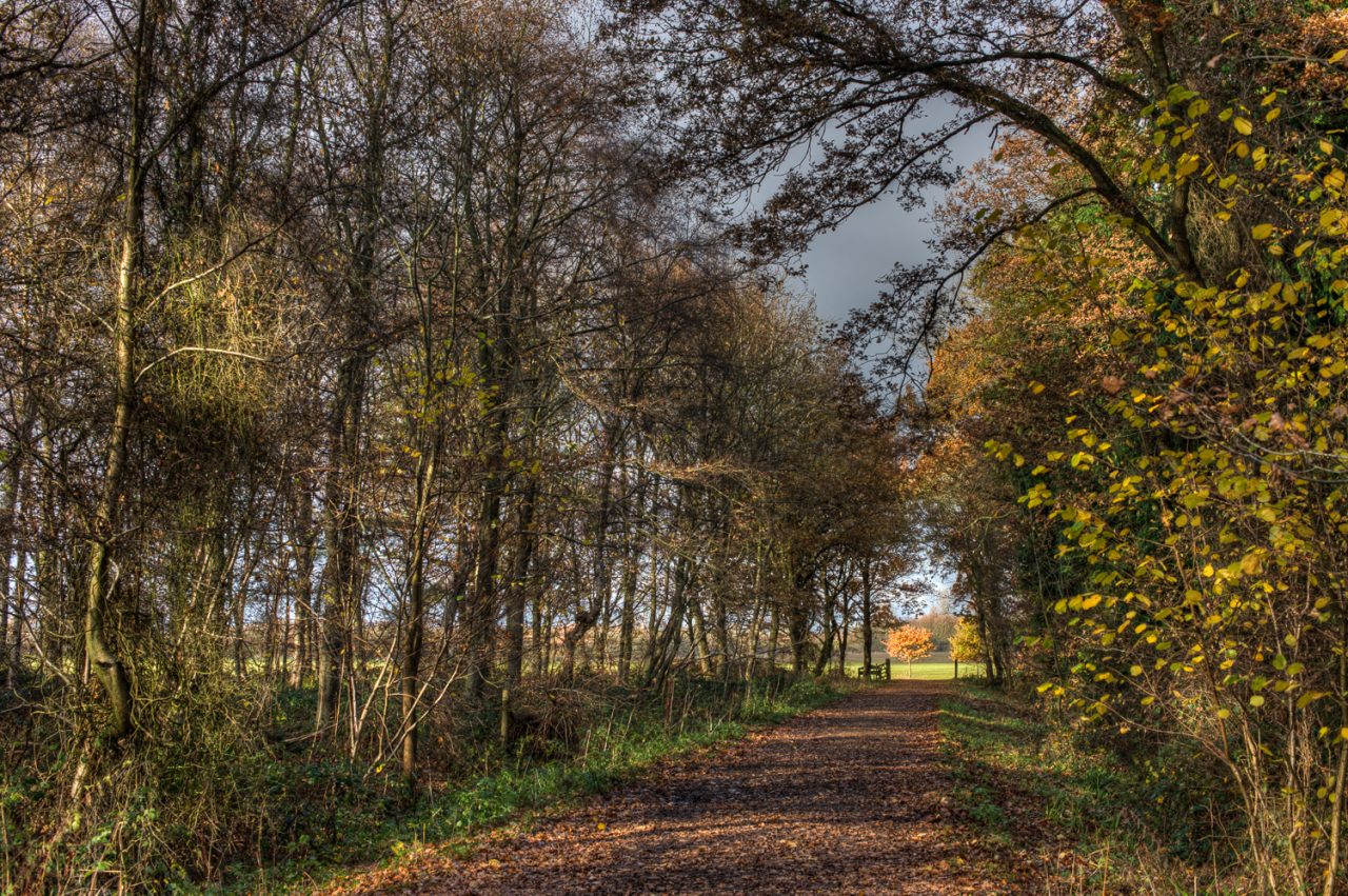 Leaving The Woods