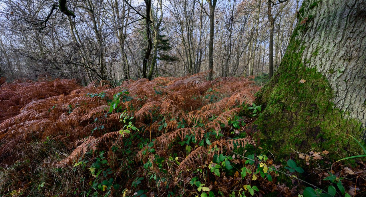 Bracken and Moss