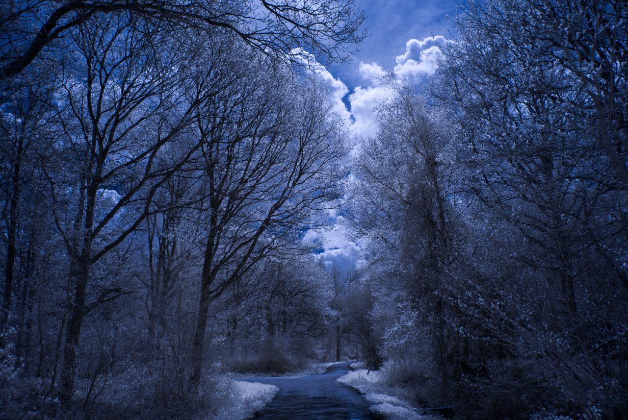 Rowney Woods IR