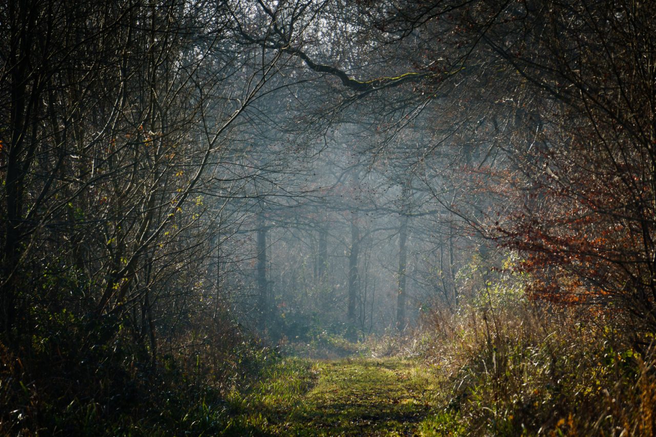 144-365v3 - MIisty Trees in Rowney Woods