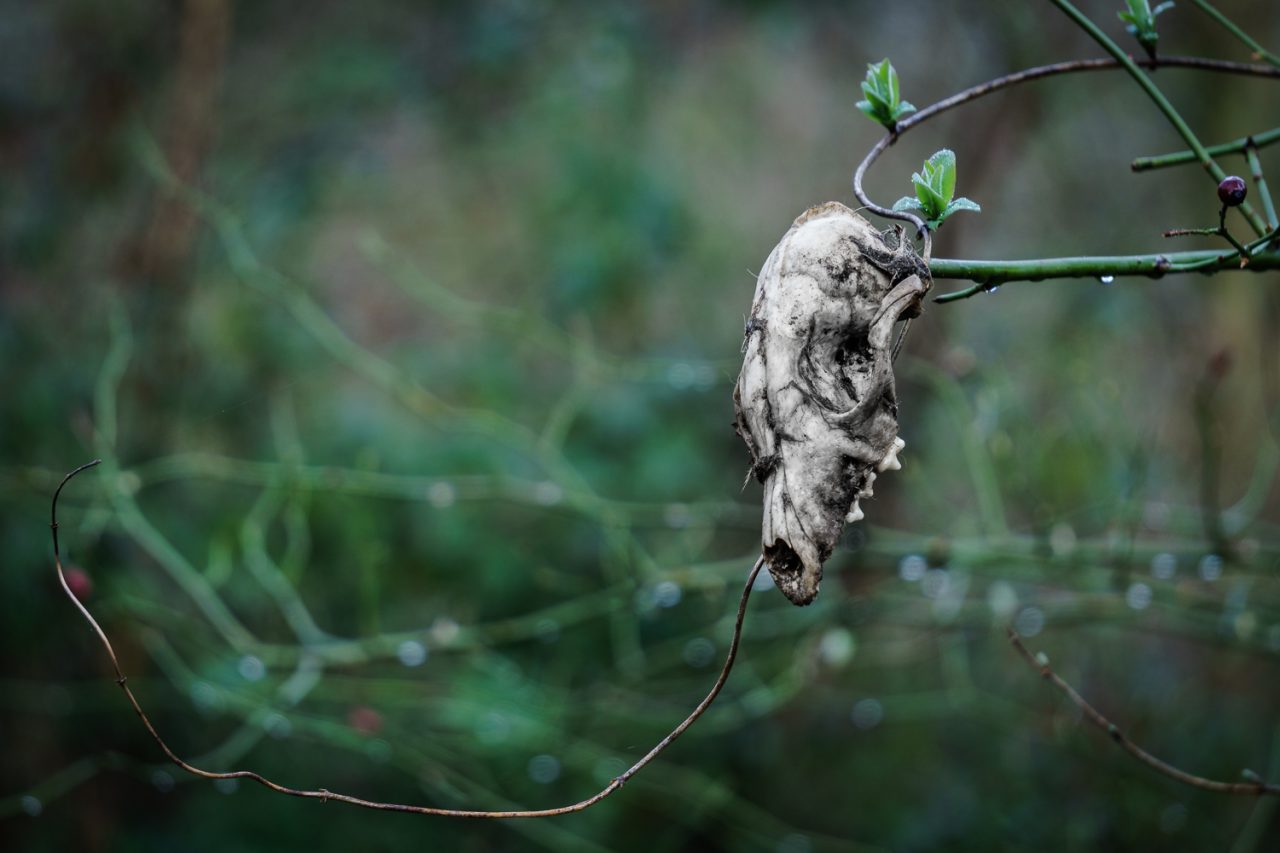 151-365v3 – Skulduggery