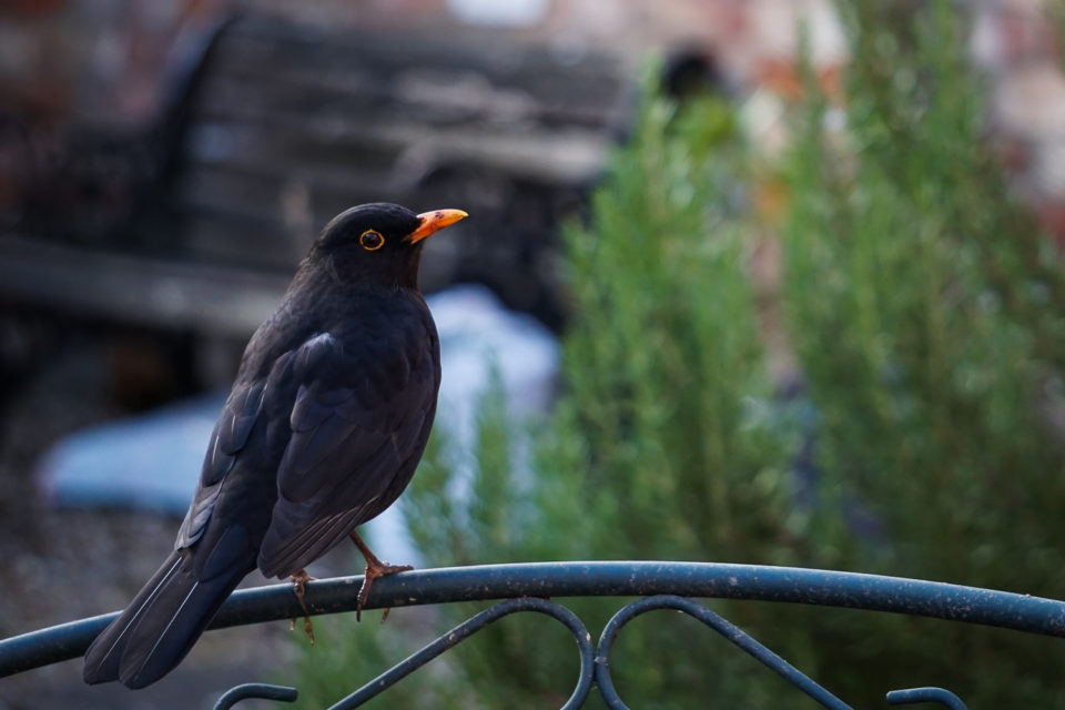 Blackbird (Turdus merula)