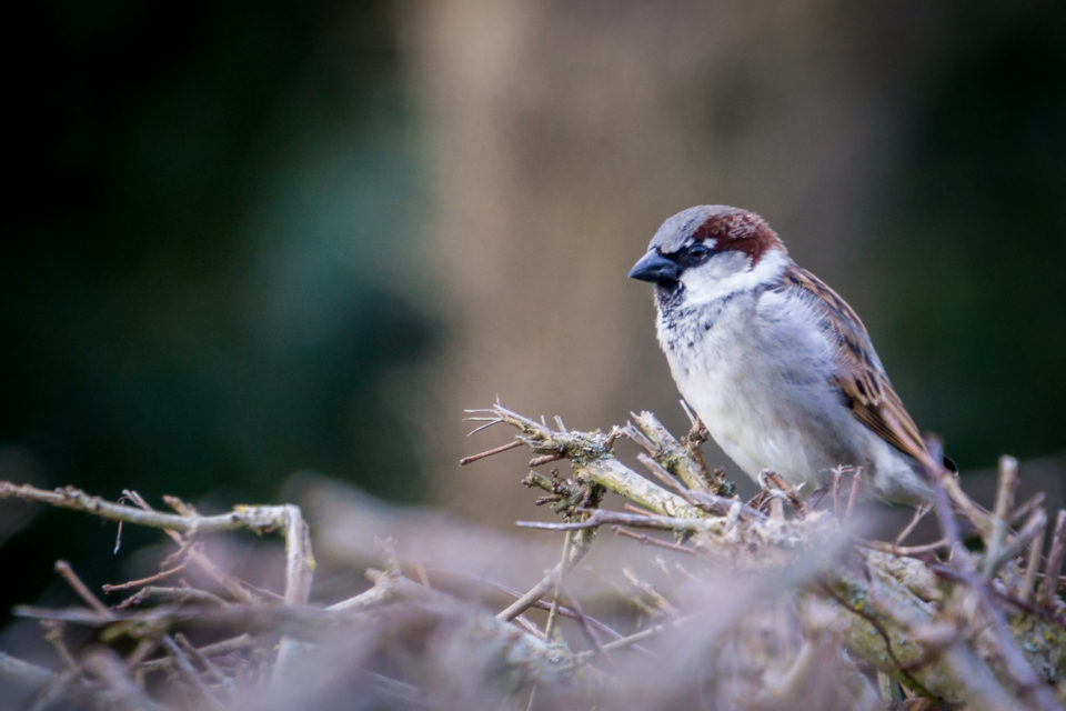 In The Hedgerow Today