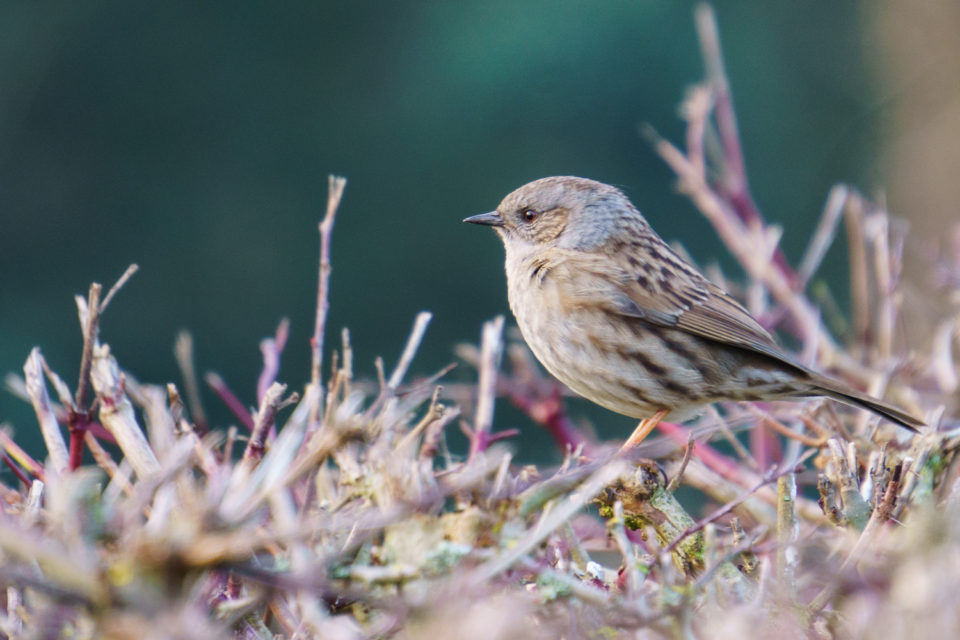 Dunnock (Prunella modularis)