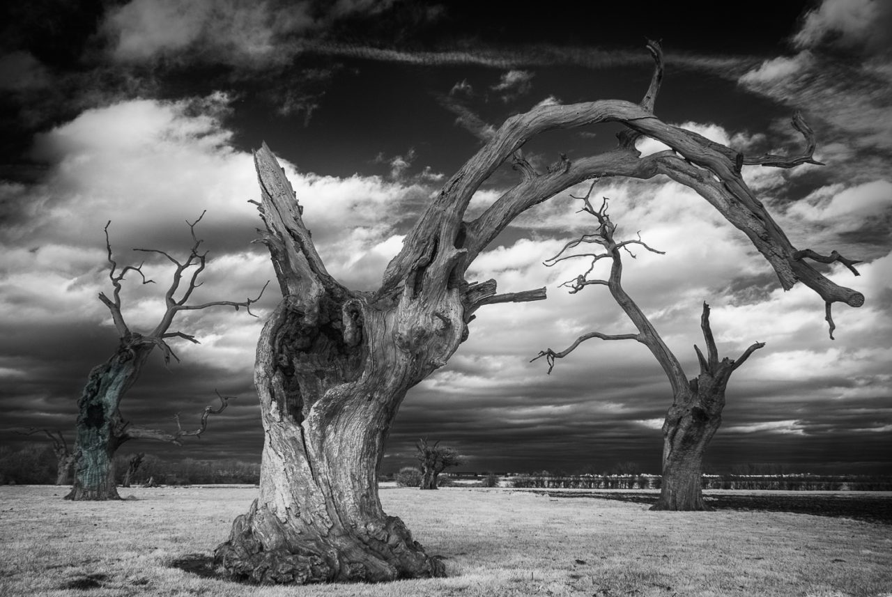 The Oaks of Mundon