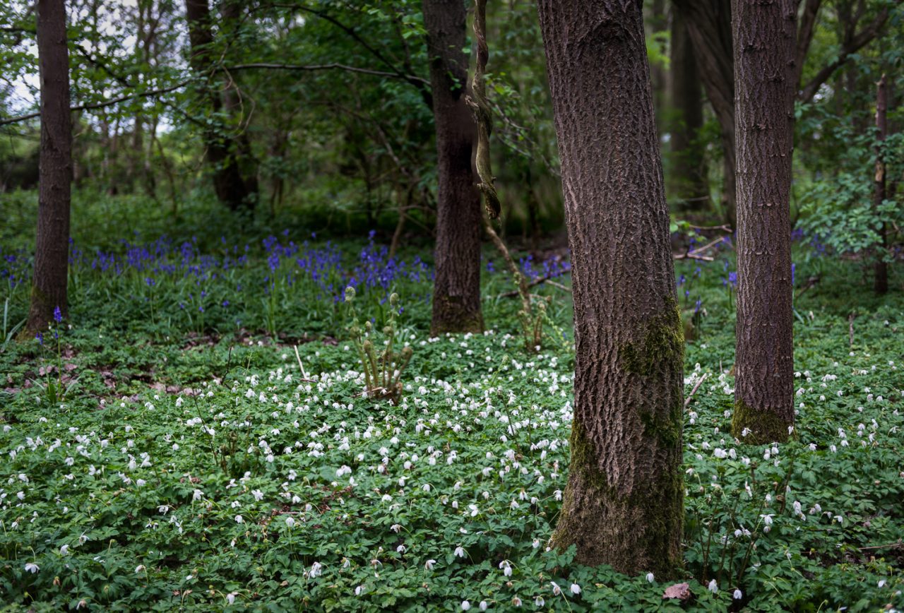 Wood Anemone v Bluebells