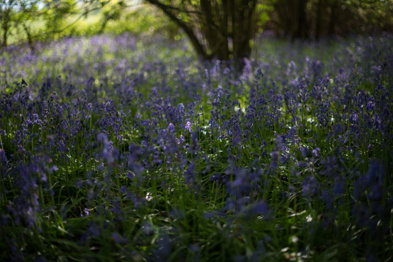Around, Around The Bluebells