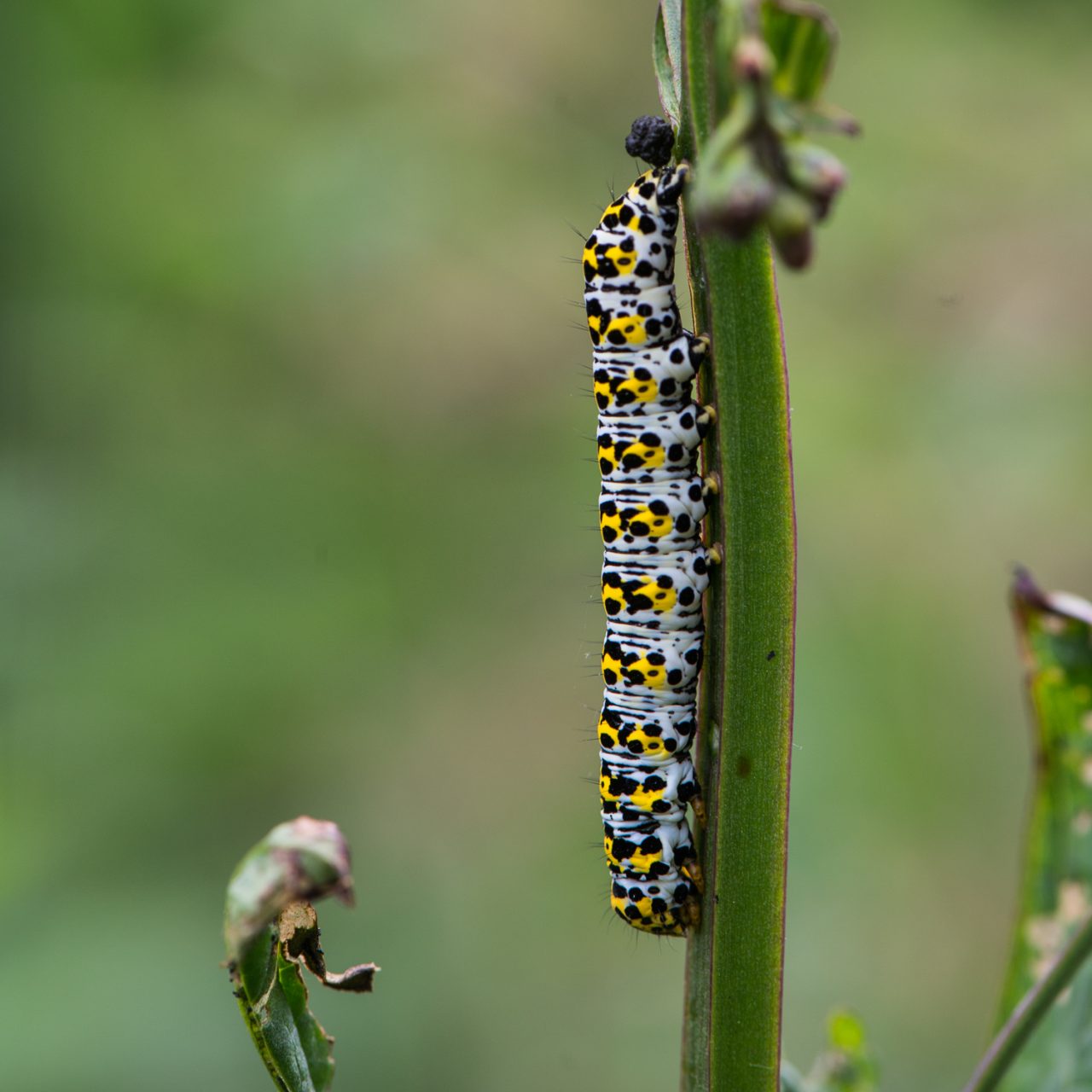 Mullein Moth Caterpillar