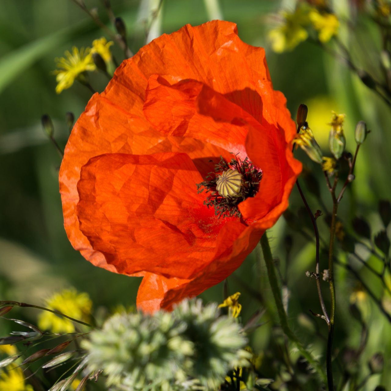 Poppy