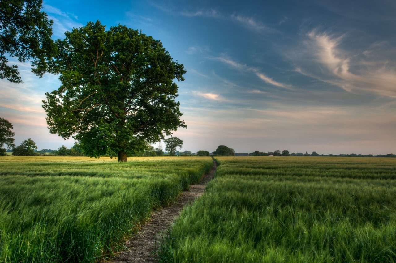 A Path Through the Barley