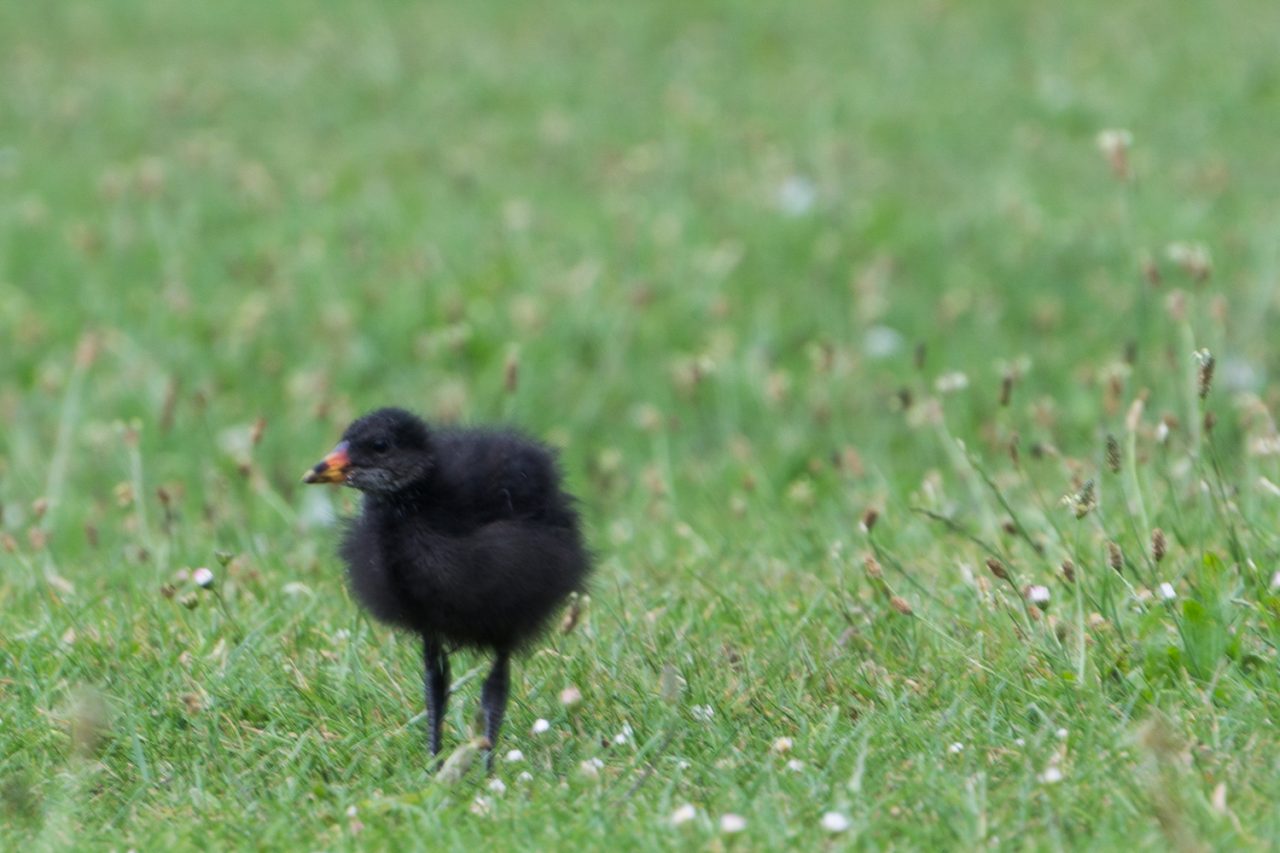 298-365v3 - Moorhen Chicks