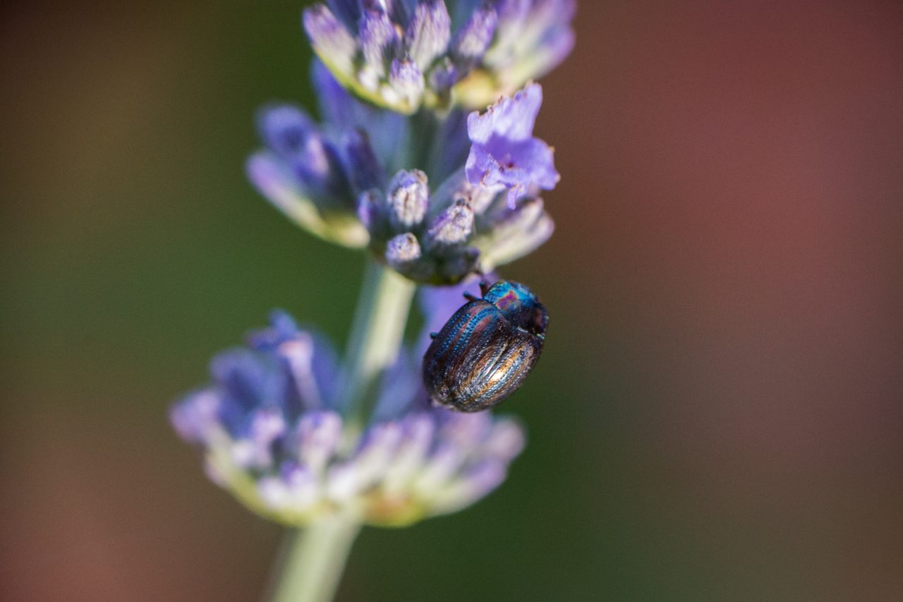 Rosemary Beetle on Lavender