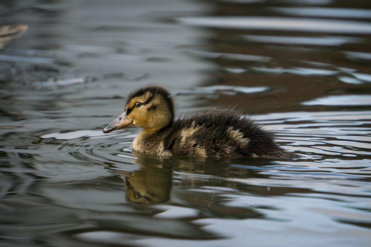 302-365v3 - Chicks