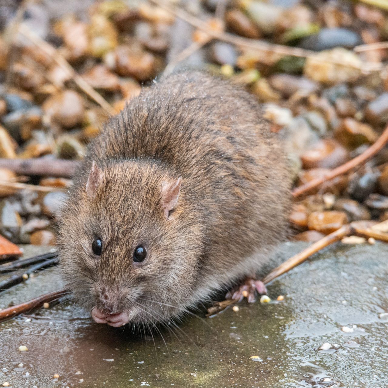 Ratty