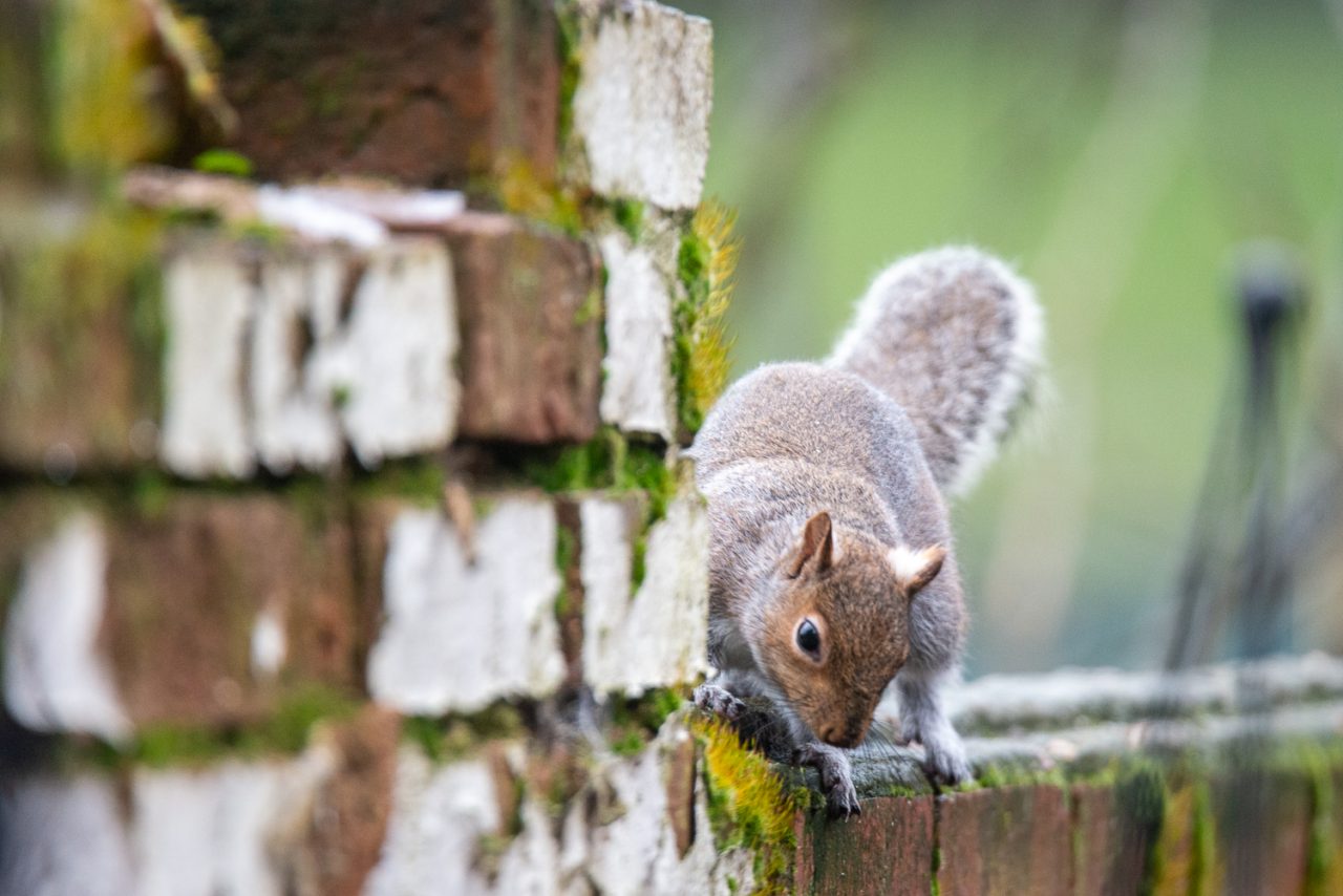Looking For Nuts
