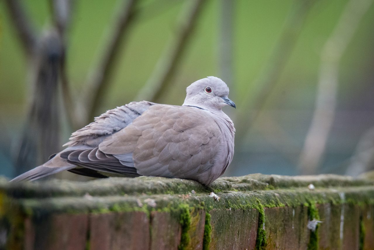 The Eurasian Collared Dove