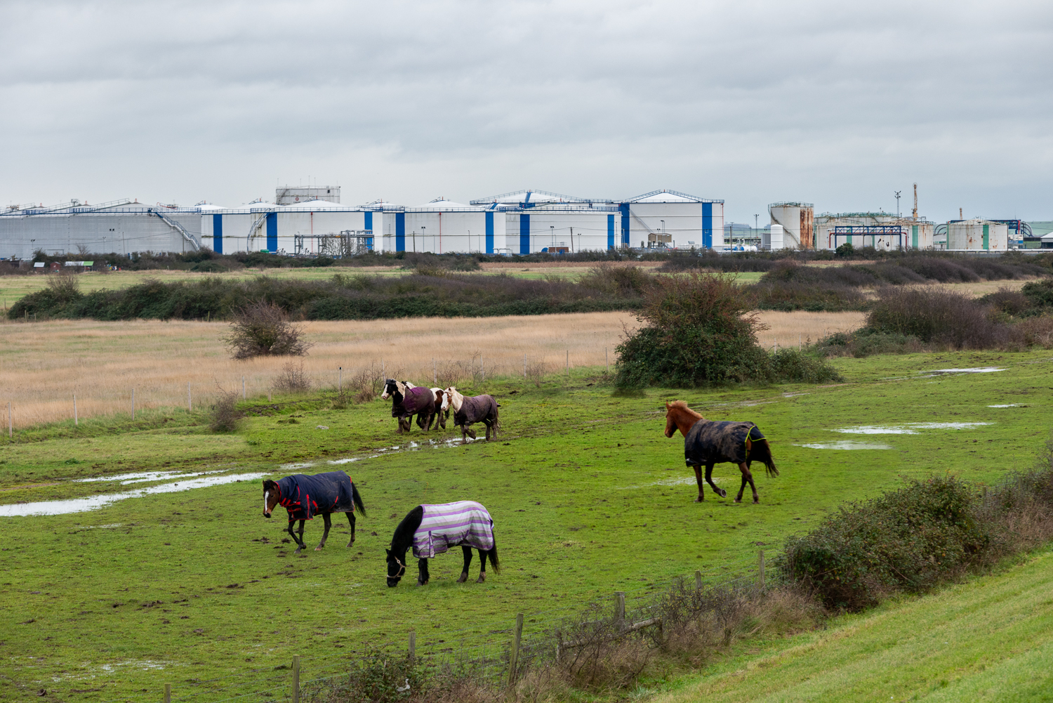 Canvey Horses
