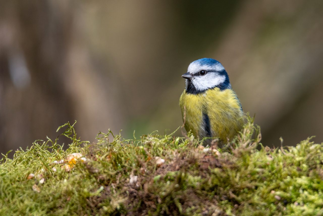 Blue Tit on a log at Lackford Lakes