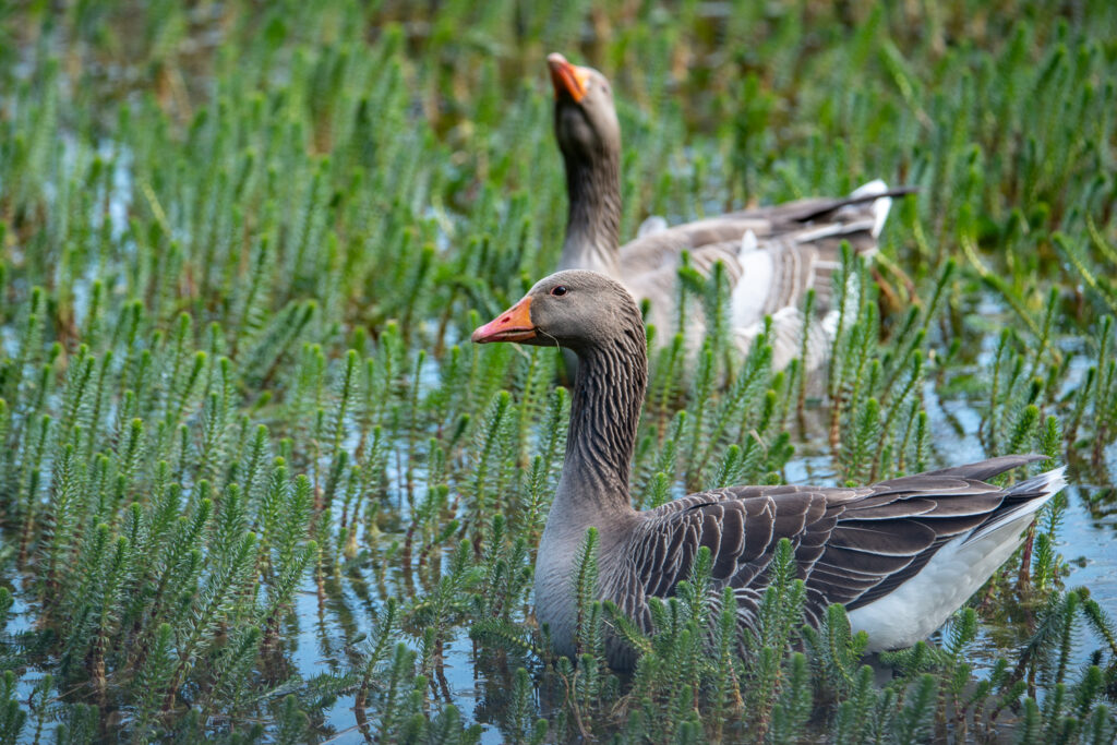 Greylag geese in the reeds