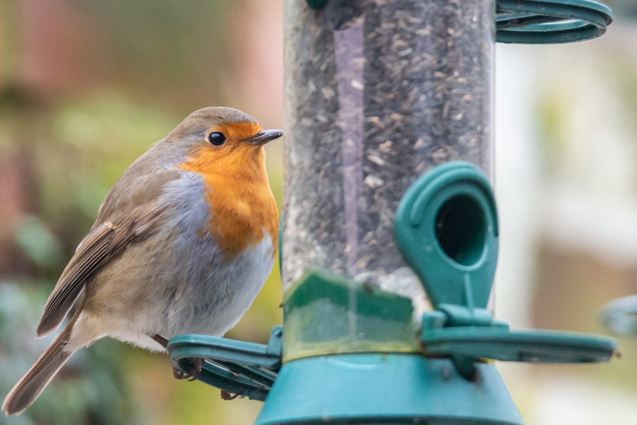 Robin on a Feeder