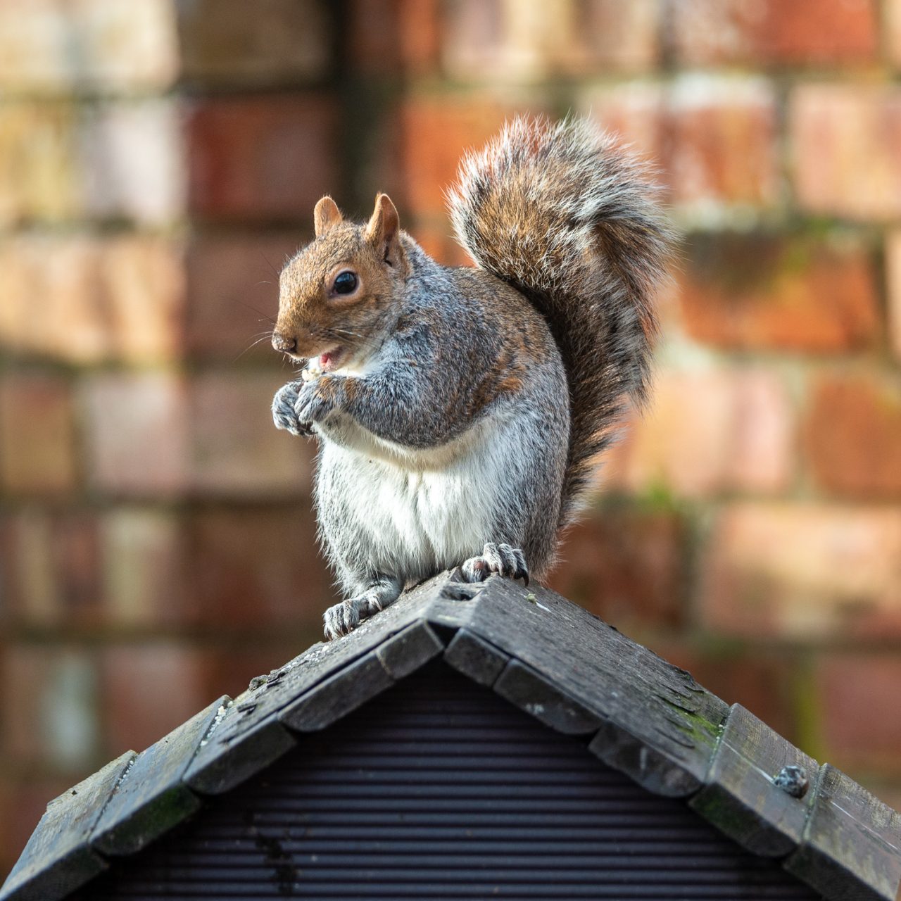 King of The Castle