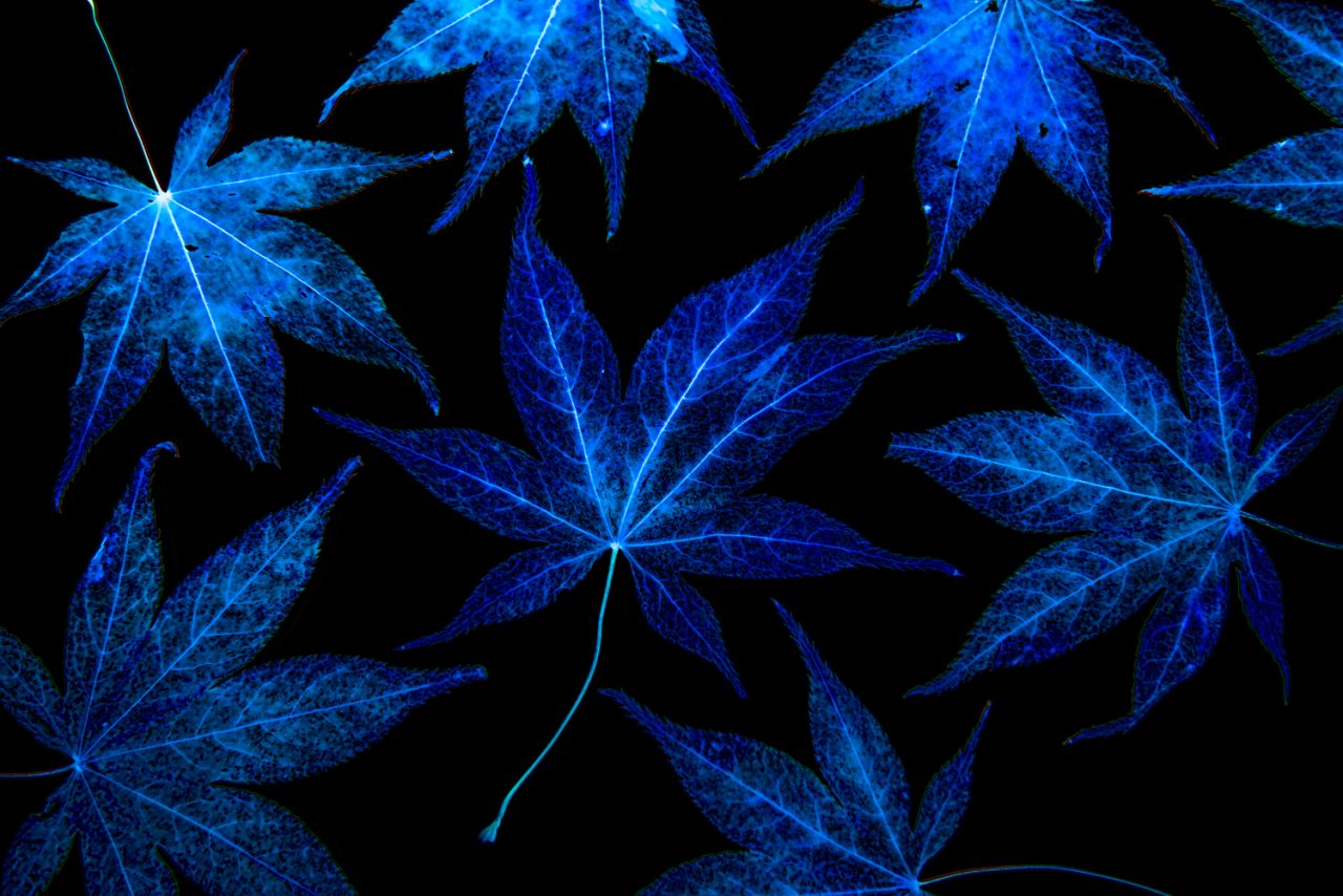 Maple Leaf Magic