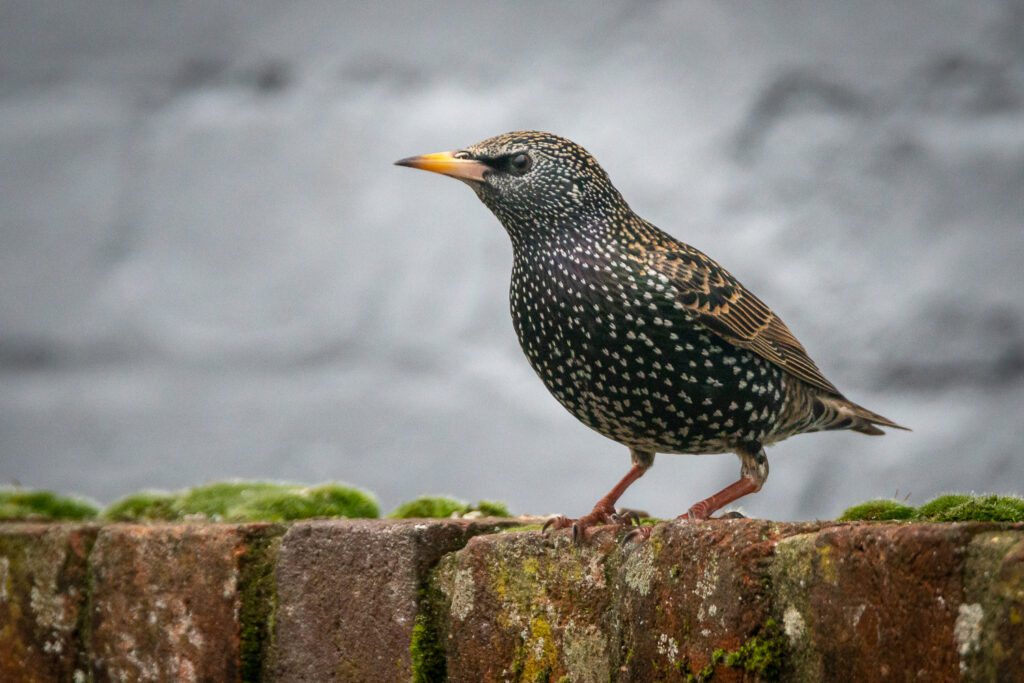 Staring at the Starlings waiting for the Snow