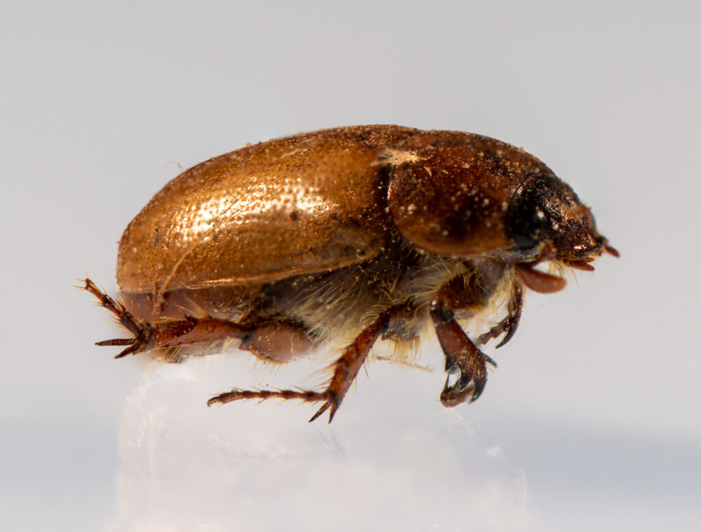 Side view of the bug