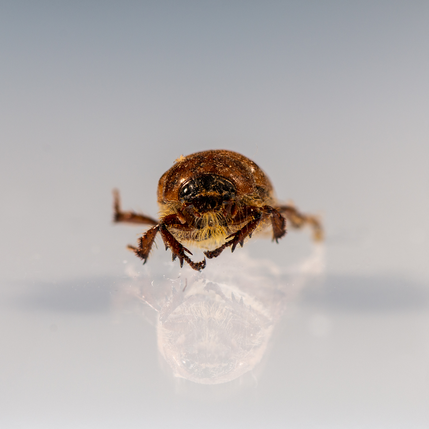 Head on view of the bug